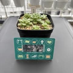 多肉植物　ミックスベリア　石の花　小苗　抜き苗のサムネイル