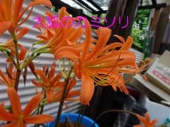 ◆【オオキツネのカミソリ　5球】リコリス　キツネノカミソリ 彼岸花 ヒガンバナ6のサムネイル