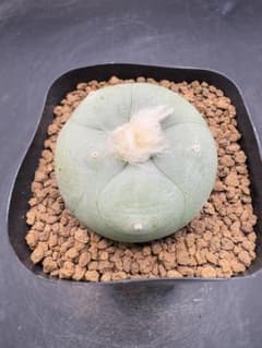 ロフォフォラ　多毛デフューサ　サボテン　国内繁殖品　実生のサムネイル