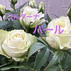 ミニバラ♡パールコルダーナ♡3.5号♡ポットごと宅急便コンパクト