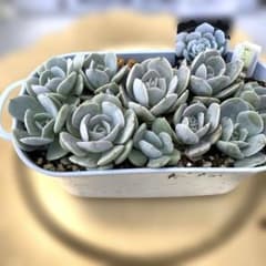 多肉植物ルンヨニー抜き苗4株セット - メルカリ