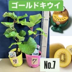 ゴールドキウイ　雄雌セット　No.7のサムネイル