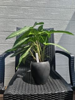 キサントソーマ　リンデニー Caladium lindenii 美株 陶器鉢付きのサムネイル
