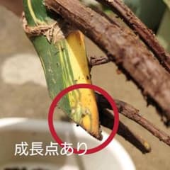 モンステラ　斑入りのサムネイル