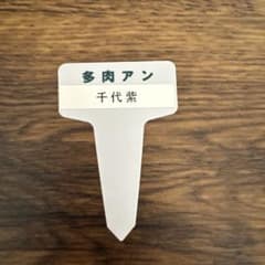 多肉アン 千代紫　札のみ - 2