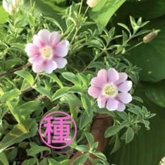 多年草❤︎シレネユニフローラ・シェルピンク❤︎種50粒❤︎おまけの種つきのサムネイル