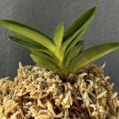 富貴蘭 羅紗豆葉『孔雀丸』9枚葉 風蘭 長生蘭 セッコク 山野草 着生蘭