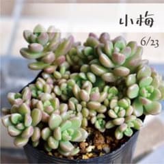 多肉植物【小梅】つぶつぶ屋さん ポットごと or 抜き苗 6㎝ポット