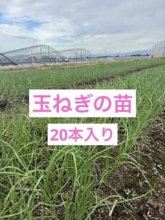 玉ねぎ 貴錦 20本入り 送料無料のサムネイル