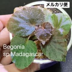 スカピゲラ 原種ベゴニア Begonia sp. scapigera | Shop at Mercari