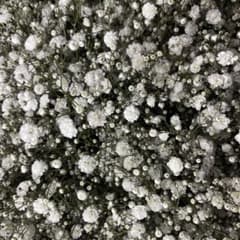 かすみ草　生花　40本のサムネイル