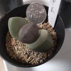 帝玉　多肉植物のサムネイル