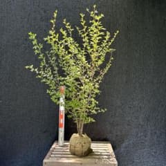 エゴノキ　株立ち　【品番3523】 m19903670844_1.jpg?1714987099