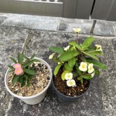 花きりん　白　ピンクのサムネイル