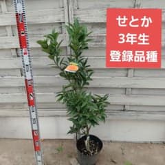 岡山ぶどうさま専用せとか 3年生 登録品種 21cm7号ポリポット入り 岡山ぶどうさま専用せとか 3年生 登録品種 21cm7号ポリポット入り