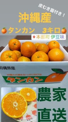 【 2/13出荷予定】今年最後！沖縄産タンカン　♯みかん　♯おきなわのサムネイル