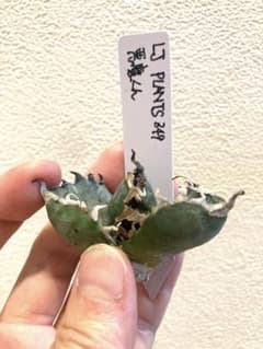 アガベ チタノタ 悪魔くん 子株 LJ PLANTS 349のサムネイル