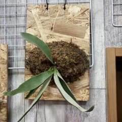 ビカクシダ　ビーチーのサムネイル