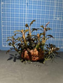 ブセファランドラ　たぶんspクダガンのサムネイル