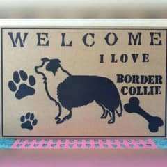 犬種いろいろ ☆ ボーダーコリー ペット 犬 ドックのサムネイル