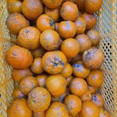 屋久島　タンカン　自然栽培のサムネイル