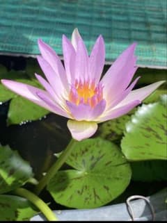 水生植物 ピンクルビー Bのサムネイル