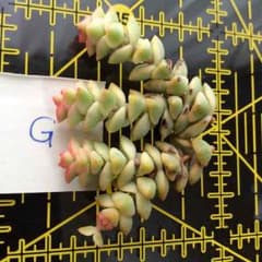 多肉植物 パステル 未発根 カット苗 Gのサムネイル