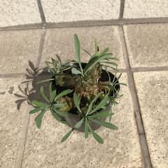 多肉植物　峨眉山のサムネイル