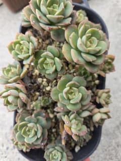 多肉植物 みどり牡丹のサムネイル