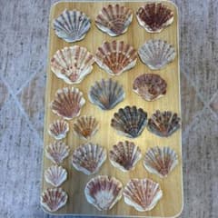 貝殻セット 様々なサイズと色のサムネイル