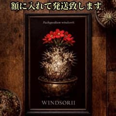 パキポディウム ウィンゾリー 額入りポスター 　塊根植物　 コーデックス