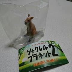 シャクレル カンガルーのサムネイル