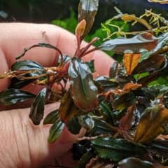 m19955745265_1.jpg?1709971935