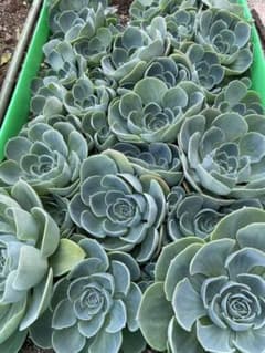 七福神　多肉植物　おまけ付き②のサムネイル