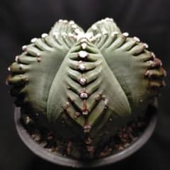 m19957094145_1.jpg?1765628797