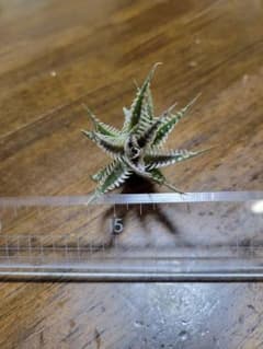 Dyckia 'Stealth Assassin'　ディッキアのサムネイル