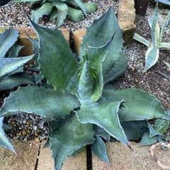 アガベ クレイジーホース　引き取り専用 アガベ クレイジーホース フェロックス - メルカリ