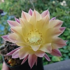 花サボテン 交配種 ローズイエローのサムネイル