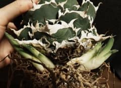 アガベ　オアハカ　オテロイ　現地球③のサムネイル