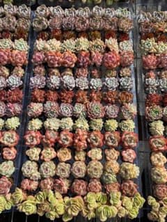 X625 15種類の土根付き105苗セット 多肉 エケベリア 韓国苗 詰め合わせ