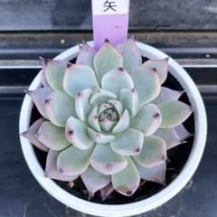 m*.様 おらいさん ミックスベリア 紫紺の矢 札なし 抜き苗 - メルカリ