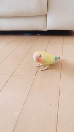専用のサムネイル