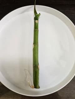 ウンベラータ　挿し木のサムネイル
