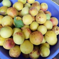 【黄梅】 3kg 追熟用・梅干し向き　梅酒・梅ジュース・梅ジャムにも！のサムネイル