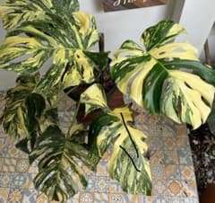 m19986533397_1.jpg?1734771072