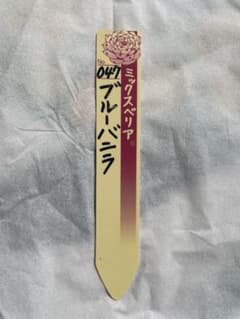 多肉植物 ミックスベリア 札のみ ブルーバニラ - メルカリ