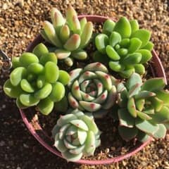*多肉植物*　エケベリア　桃太郎　セダム　春萌等　カット苗セットのサムネイル