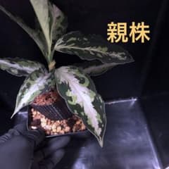 K様専用のサムネイル