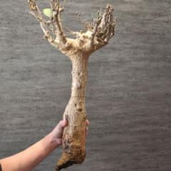 超特大 アダンソニア ディギタ バオバブ 塊根植物 パキプス コーデック