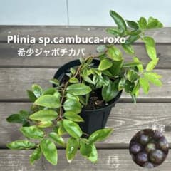 797〓Plinia sp.cambuca-roxo ジャボチカバ 3年生苗 797〓特価Plinia sp.cambuca-roxo ジャボチカバ 3年生苗 - メルカリ